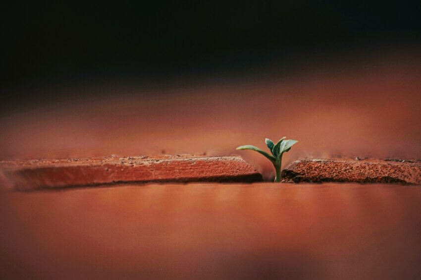 Image of seedling